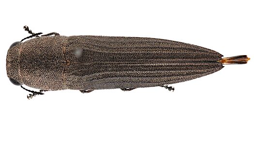 Euryspilus australis, PL5672A, male, from Lepidospermum hispidulum, EP, 10.1 × 2.6 mm